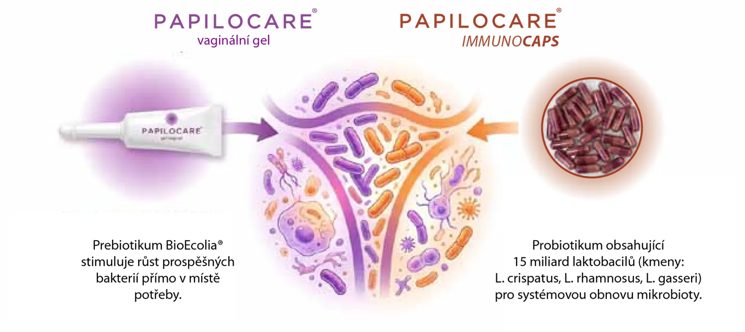 Infografika prebiotika a probiotika na obnovu mikrobioty