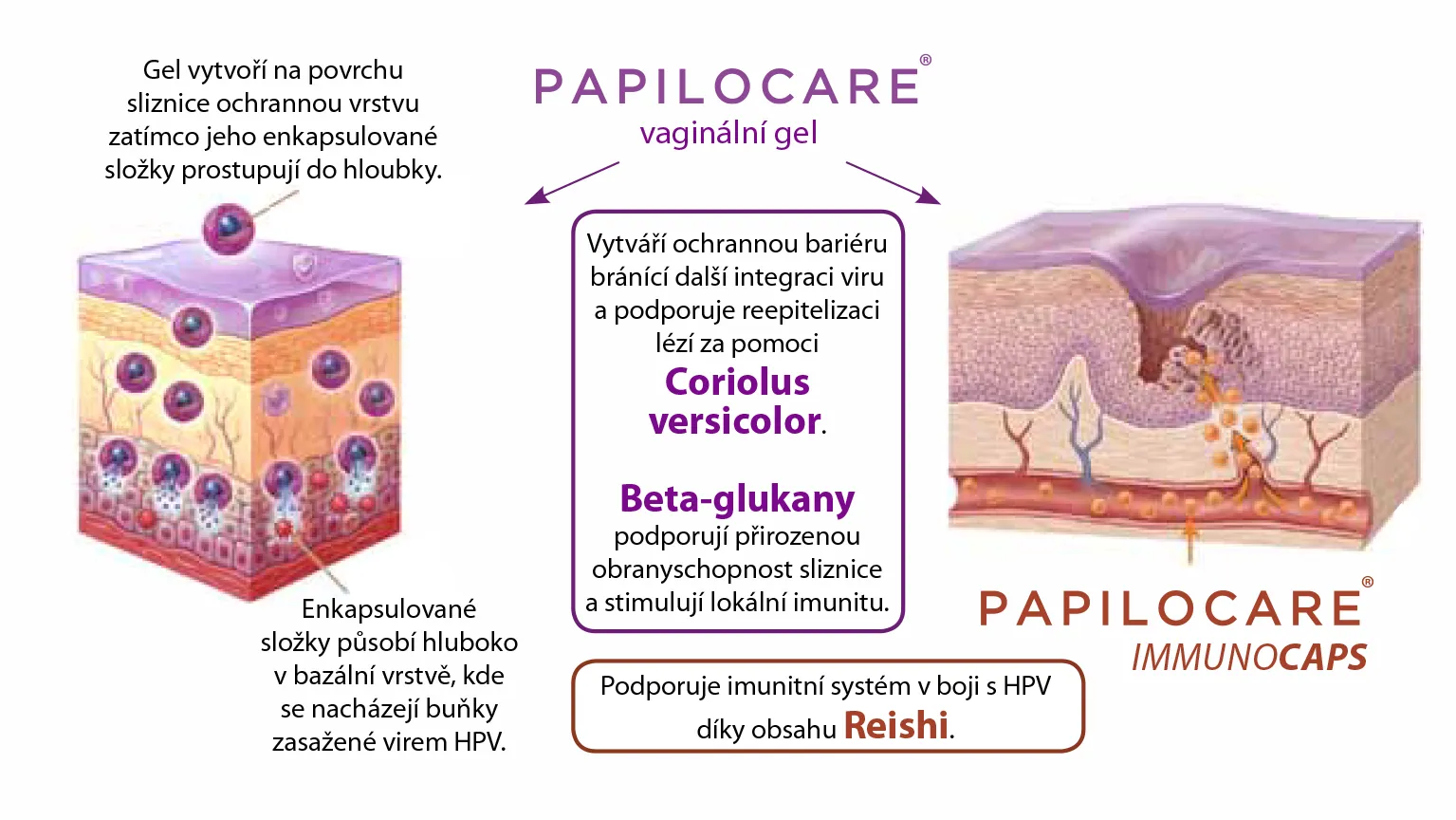 Infografika ochrannej bariéry, Coriolus versicolor a Immunocaps