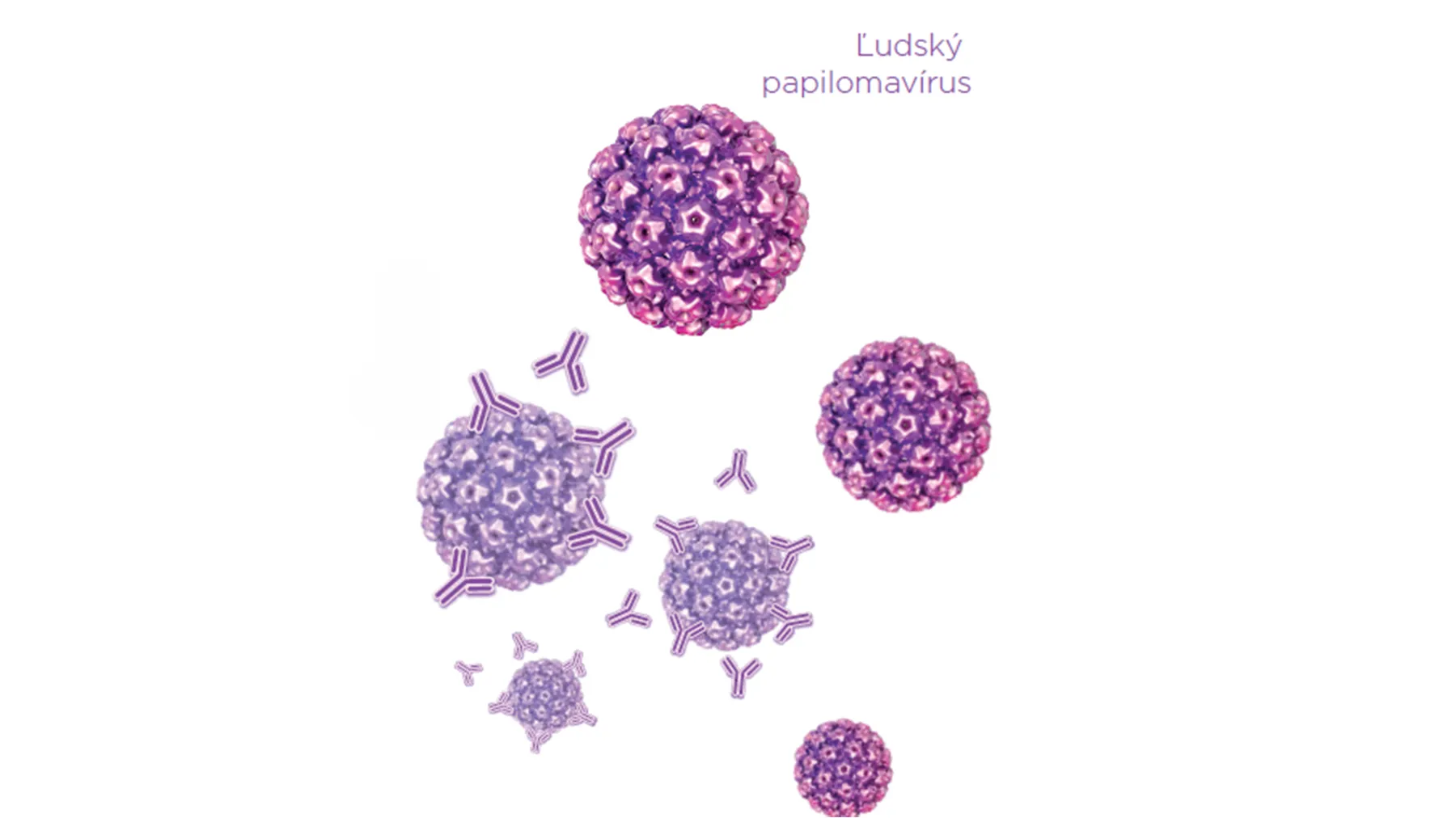 Ilustračný obrázok vírusu HPV