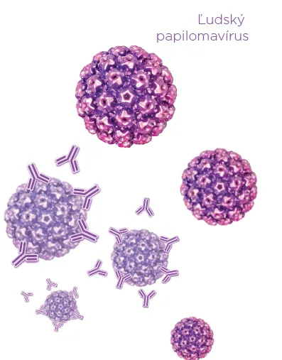 Ilustračný obrázok vírusu HPV