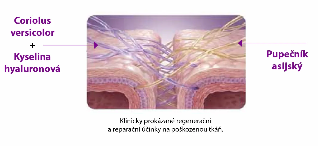 Klinicky preukázané regeneračné a reparačné účinky