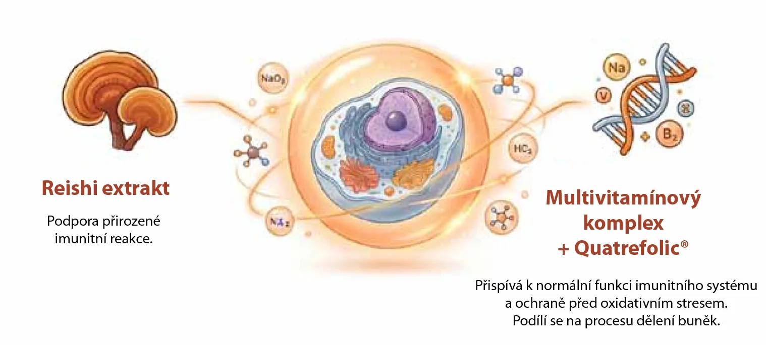 Infografika extrakt Reishi a multivitamínový komplex Quatrefolic